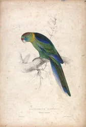 Platycerus Barnardi / Perruche de Barnard (Planche 18)