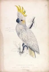 Plyctolophus sulphureus / Cacatoès soufré (Planche 4)