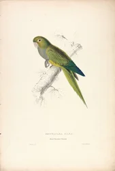 Psittacara Naria / Perruche naine (Planche 12)