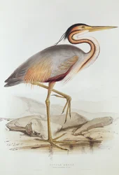 Héron pourpré