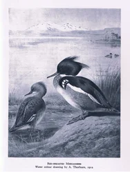 Harle huppé, Nature en Grande-Bretagne publiée par Collins, 1946