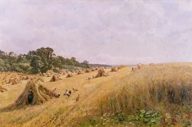 Récolte de champ de maïs