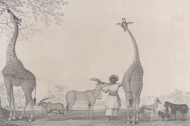 Les majestueuses et gracieuses girafes, ou caméléopards, avec quelques animaux rares de la gazelle