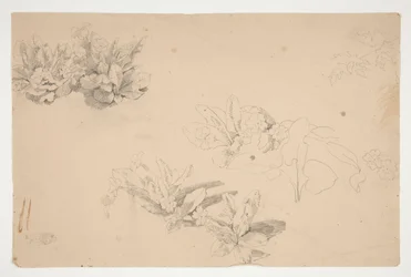 Études de fleurs