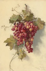 Raisins contre un Mur Blanc, 1883