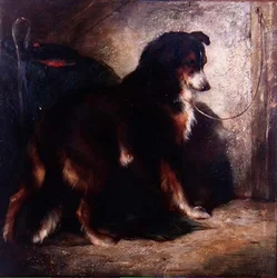 Le colley du berger