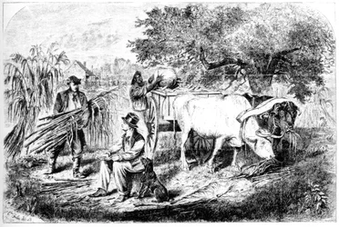 Bœufs transportant du maïs, 19e siècle