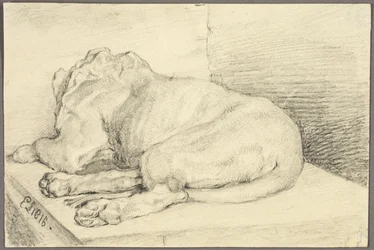 Lion couché, de dos