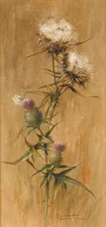 Papillon sur des têtes de chardon