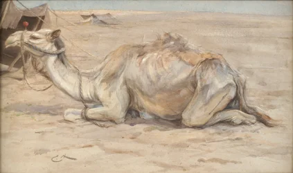 Chameau au camp des artistes avec des Bédouins