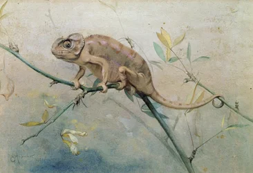 Caméléon, 1901