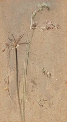 Dactyle aggloméré