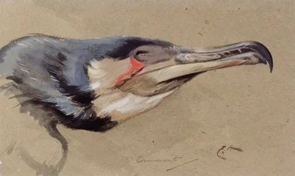 Cormoran