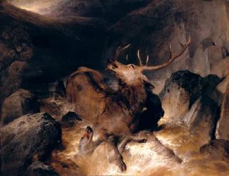 Cerfs et lévriers écossais dans un torrent de montagne