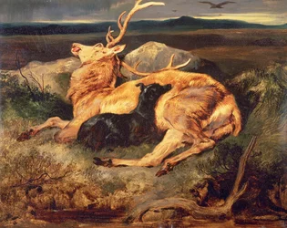 Cerf