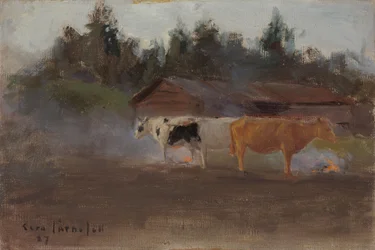 Vaches dans la fumée de tourbe, étude