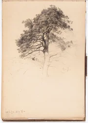 Cime d’un pin, page du carnet de croquis de Järnefelt