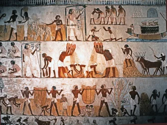 Art égyptien : scène de récolte. Peinture murale dans la tombe de Menna à Elwe..., vers 1400 av. J.-C.