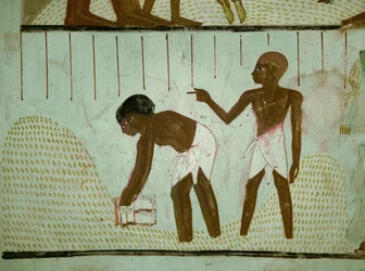 Hommes mesurant le maïs