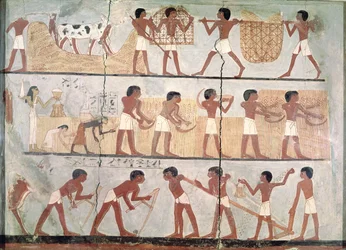 Scènes de semailles et de récolte, provenant de la tombe d
