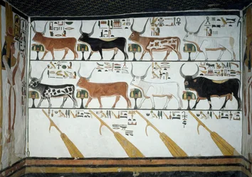 Sept vaches célestes, taureau époux et quatre rames de direction, chapitre 148 du Livre des Morts (détail)