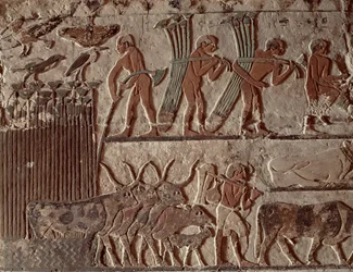 Récolte du papyrus et groupe de vaches, Ancien Empire