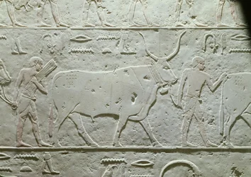 Bouvier menant un taureau, (détail) du Mastaba d
