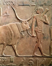 Relief représentant un paysan conduisant une vache au sacrifice, provenant du mastaba de Ptah-Hotep et Akhti-Hotep, Ancien Empire