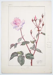 Lady Pirrie Rose, vers 1909 (Aquarelle et mine de plomb sur carton)