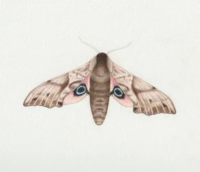 Papillon de nuit aux yeux de faucon, 2023 (aquarelle)