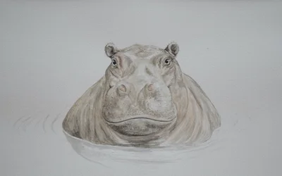 Hippopotame, 2021 (aquarelle)