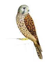 Faucon crécerelle, 2011 (aquarelle et crayon)