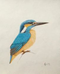 Martin-pêcheur, 2013 (aquarelle et crayon)