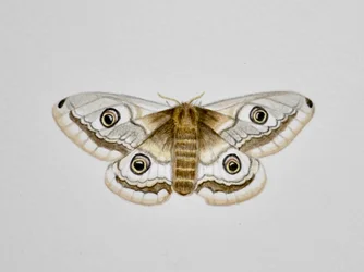 Moth, 2019 (aquarelle et crayon)