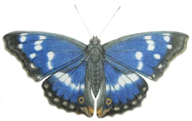 Purple Emperor, 2012 (aquarelle et crayon sur papier)