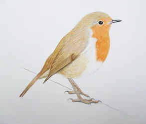 Robin, 2011 (aquarelle et crayon)
