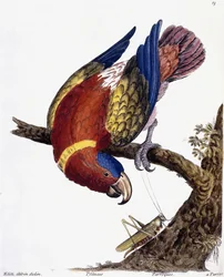 Un perroquet, 1731-1738
