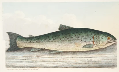 La Truite saumonée de Berwick sur Tweed, d