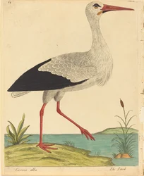 La Cigogne (Ciconia Alba)