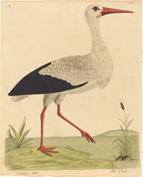 La cigogne (Ciconia Alba)
