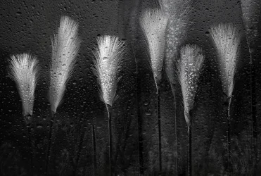 Herbe mouillée, gouttes de pluie