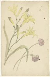 Études de fleurs d