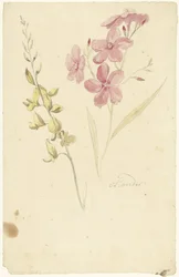 Laurier-rose et genêt