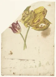 Étude de deux tulipes