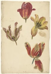 Études de quatre tulipes
