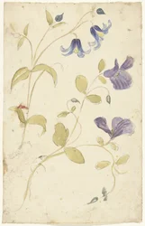 Études de fleurs violettes et bleues