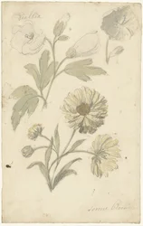 Études de tournesols et de dahlia