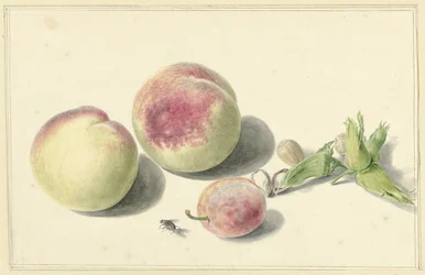 Pêches, noix, une prune et une mouche