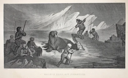 Chasse au morse au large de Pikantlik, illustration de 