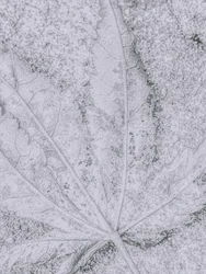 Détail de feuille givrée